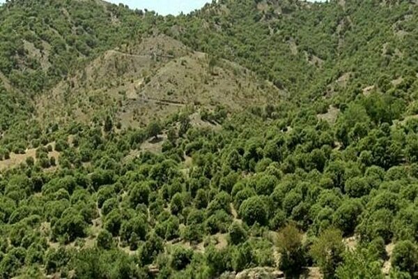 افزایش دمای 2 برابری جهانی و هشدار برای نابودی جنگل‌های بلوط زاگرس