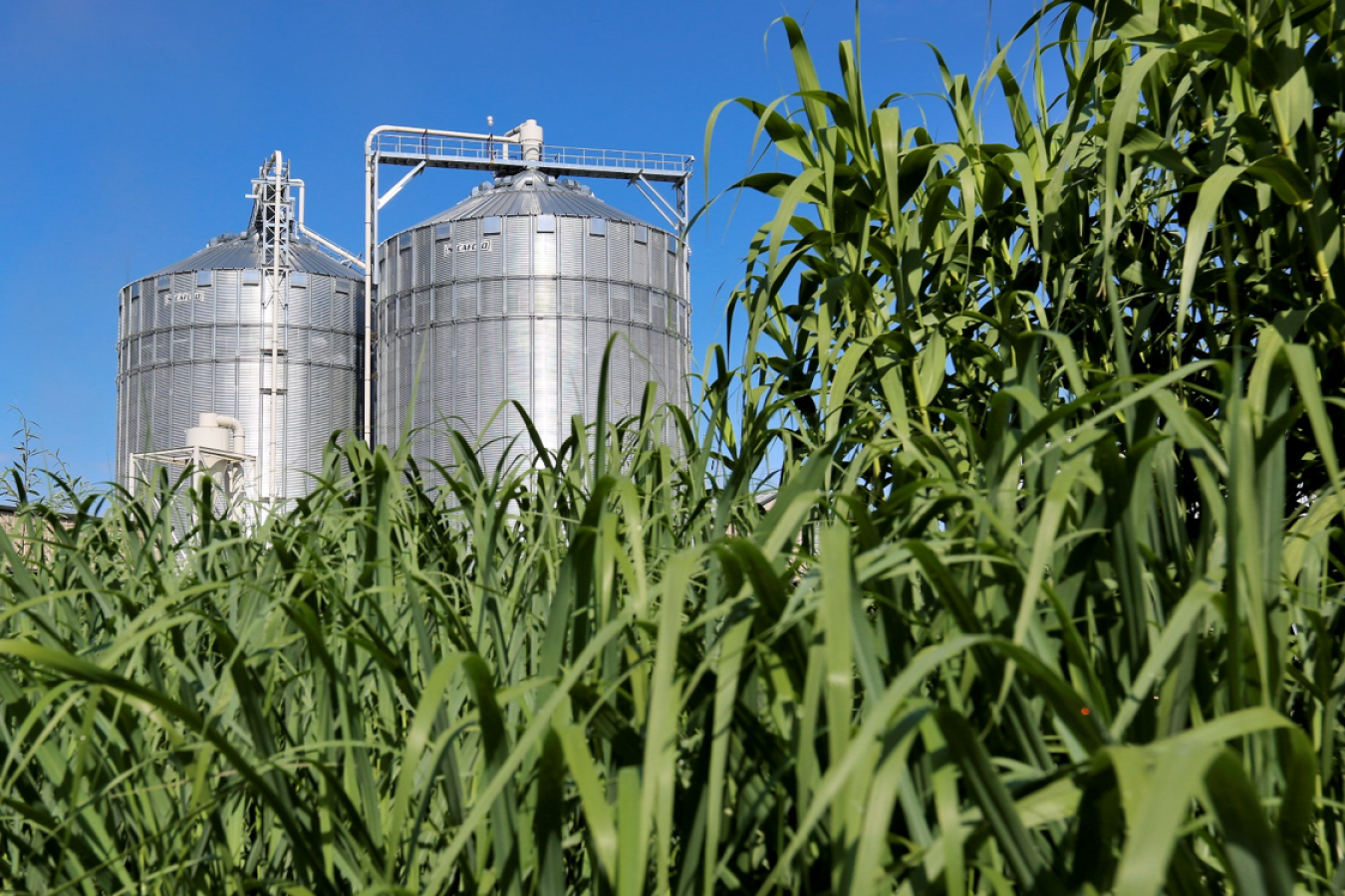 بزرگ‌ترین نیروگاه زیست‌توده کشور