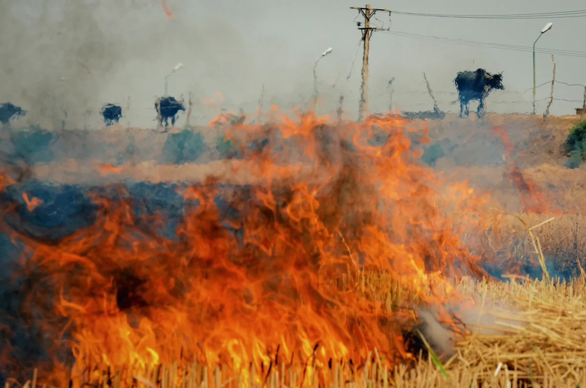 آتش‌سوزی تالاب هورالعظیم