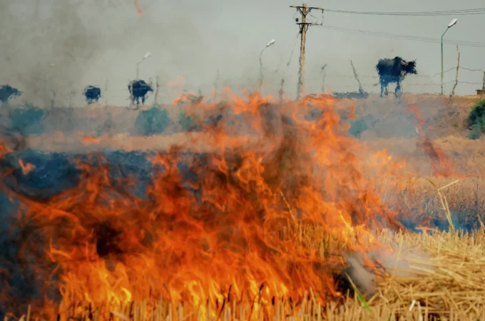 آتش‌سوزی تالاب هورالعظیم