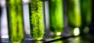 تولید سوخت زیستی از جلبک