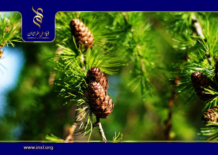 مطالعه جدید: استفاده از برگ کاج به‌عنوان ردیاب زیستی برای منشأیابی گردوغبار شهری