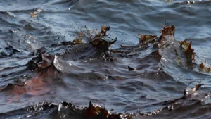 هشتمین وبینار زمزمه‌های آب