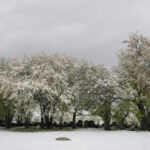 جنگل‌های الیت حالا سفیدپوش شده است