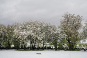 جنگل‌های الیت حالا سفیدپوش شده است