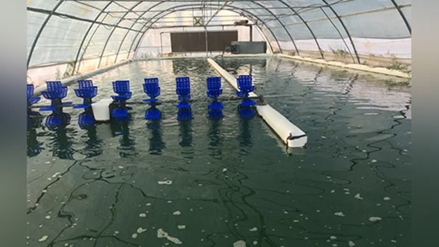 دستاورد محققان ایرانی: فناوری هوشمند ریزجلبکی برای تصفیه هم‌زمان آب، جذب دی‌اکسیدکربن و تولید زیست‌توده