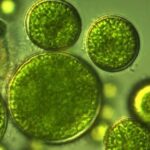 دستاورد محققان ایرانی: فناوری هوشمند ریزجلبکی برای تصفیه هم‌زمان آب، جذب دی‌اکسیدکربن و تولید زیست‌توده