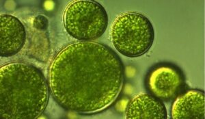 دستاورد محققان ایرانی: فناوری هوشمند ریزجلبکی برای تصفیه هم‌زمان آب، جذب دی‌اکسیدکربن و تولید زیست‌توده