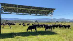 اولین نیروگاه خورشیدی که به‌طور ویژه برای زمین‌های چرای گاو طراحی شده است