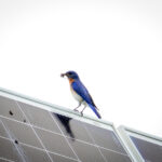 تحقیقات جدید: نیروگاه‌های خورشیدی زیستگاه مناسبی برای پرندگان و خفاش‌ها فراهم می‌کنند