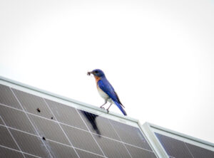 تحقیقات جدید: نیروگاه‌های خورشیدی زیستگاه مناسبی برای پرندگان و خفاش‌ها فراهم می‌کنند