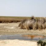 مطالعه جدید: ارزیابی آلودگی فلزات سنگین رسوبات تالاب خشک‌شده هورالعظیم
