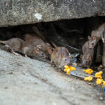 اجرای دو طرح ضربتی برای کاهش جمعیت موش‌های پایتخت